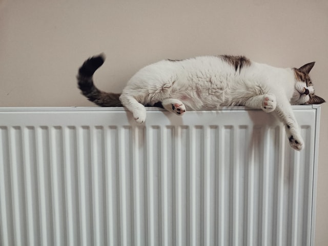 moneyplus cat on radiator erroneous transfer