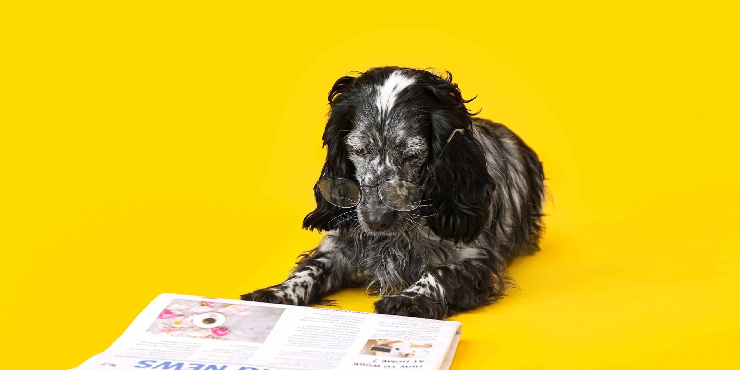dog reading debt newspaper
