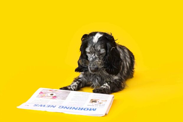 dog reading debt newspaper